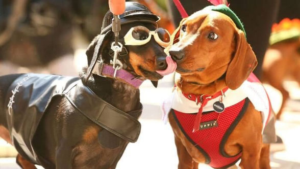 Two dogs in costume